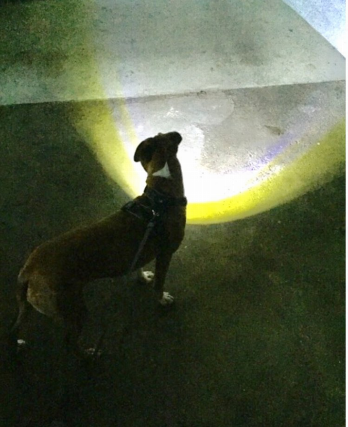 Headlight Harness, Dog Harness with Built In LED Light